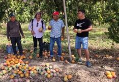 Lambayeque: Entierran toneladas de mangos debido a sobreproducción