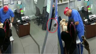 Gato escucha el sufrimiento de un perrito al ser vacunado y ataca a veterinario (VIDEO)