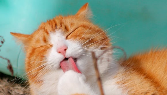 Hoy es el Día del gato y que mejor manera de celebrarlo con esta lista de alternativas para entretener a tu amigo felino | Foto: Pixabay