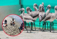 Hallan 304 pares de patas de crías de flamencos tras caza ilegal en Sechura