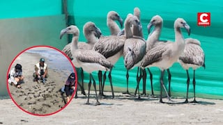 Hallan 304 pares de patas de crías de flamencos tras caza ilegal en Sechura
