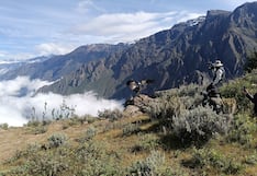 “Chaska” vuelve a volar: el cóndor que sobrevivió a la muerte regresa a los cielos de Arequipa