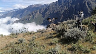 “Chaska” vuelve a volar: el cóndor que sobrevivió a la muerte regresa a los cielos de Arequipa