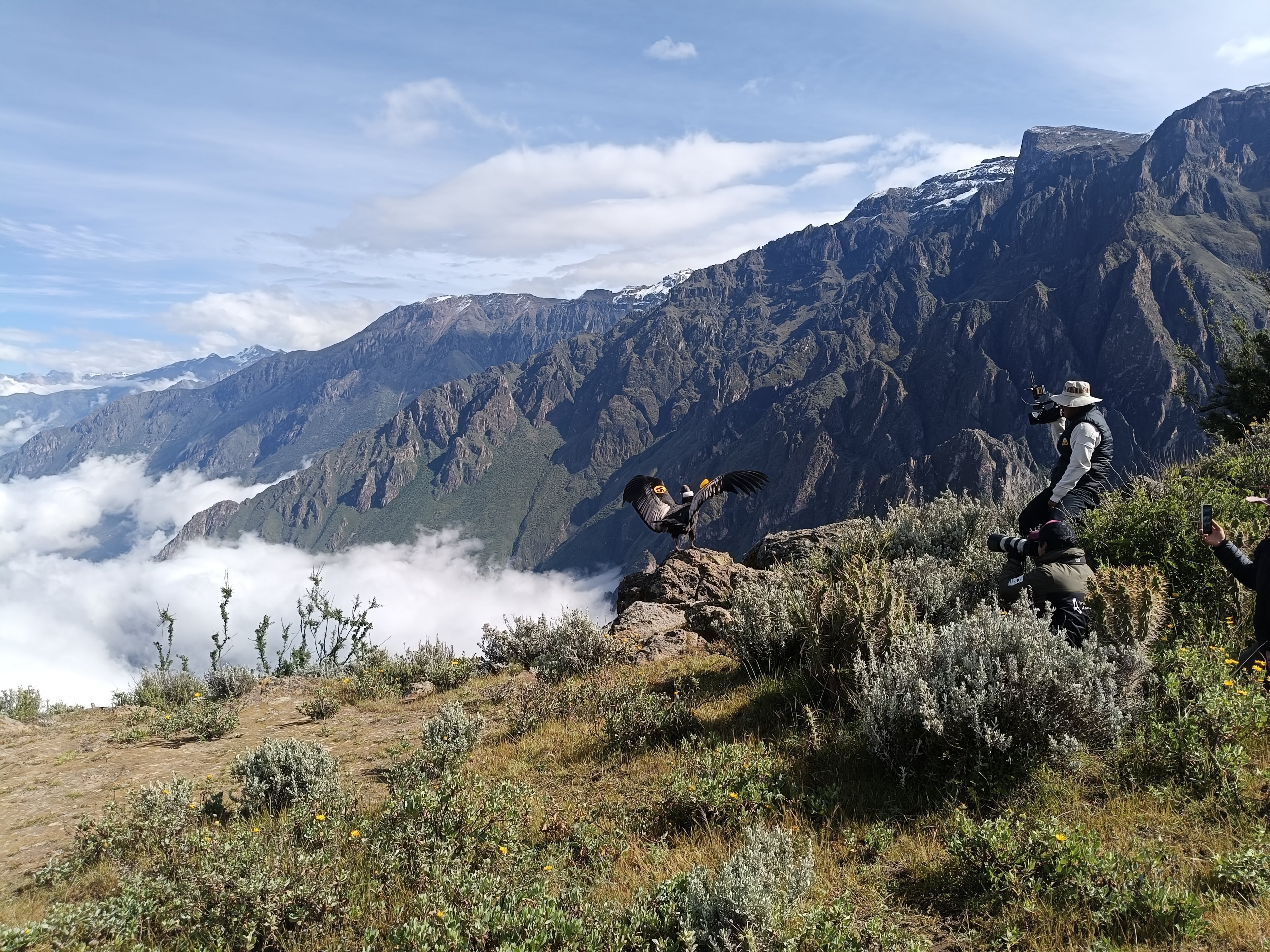 “Chaska” vuelve a volar: el cóndor que sobrevivió a la muerte regresa a los cielos de Arequipa