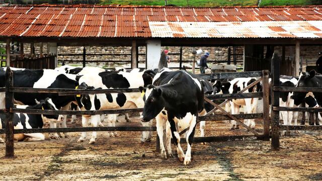 Midagri mejorará producción de leche de vaca en Cajamarca