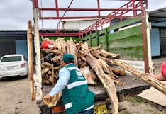 Piura: Serfor incauta más de una tonelada de madera de palo santo de origen ilegal