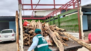 Piura: Serfor incauta más de una tonelada de madera de palo santo de origen ilegal