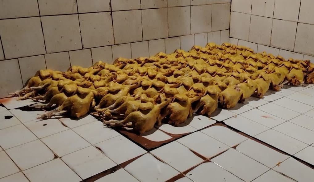 Las autoridades decomisaron y destruyeron 114 pollos que iban a ser comercializados.