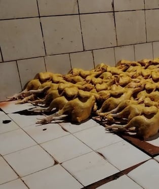 Las autoridades decomisaron y destruyeron 114 pollos que iban a ser comercializados.