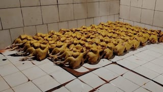 Intervienen camal clandestino que alteraba el color de pollos en Chiclayo