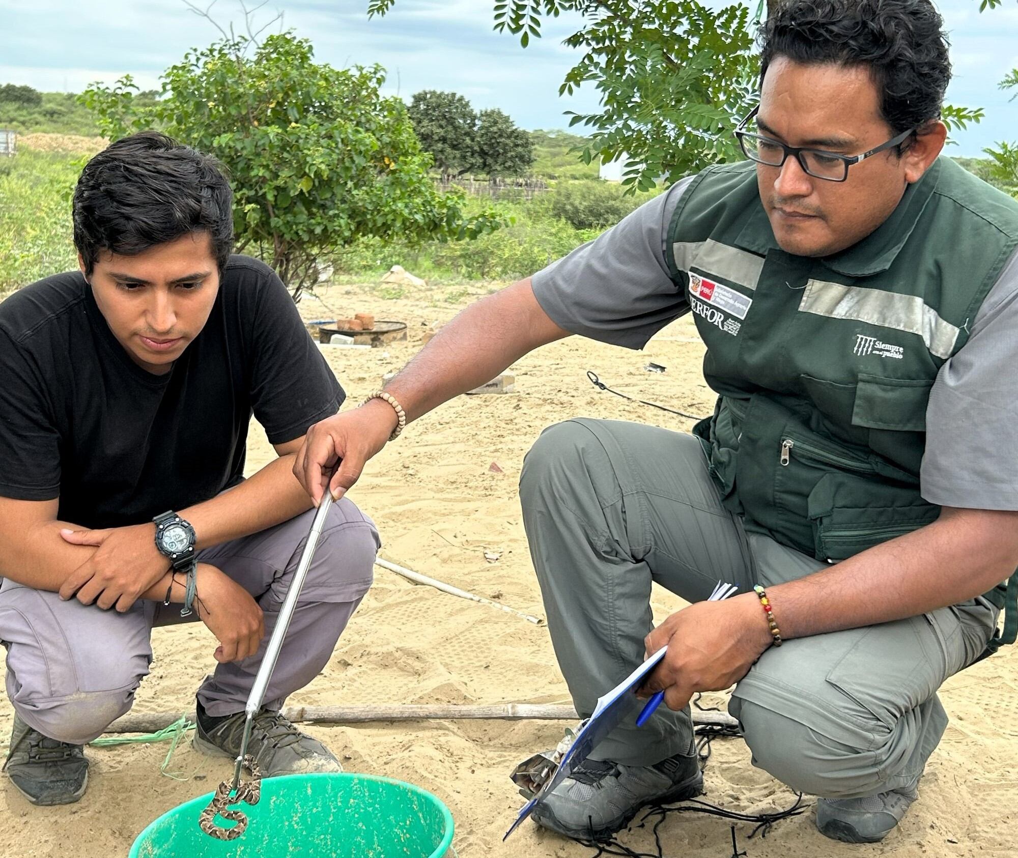 Serpiente venenosa picó a pobladores del distrito de Castilla, en Piura