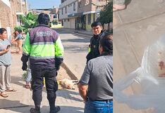 Ica: vecinos de Parcona denuncian tercer caso de envenenamiento de mascotas