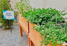 Cómo crear un biohuerto en casa y reconectar con la naturaleza desde espacios urbanos