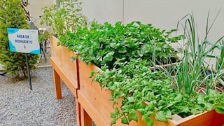Cómo crear un biohuerto en casa y reconectar con la naturaleza desde espacios urbanos
