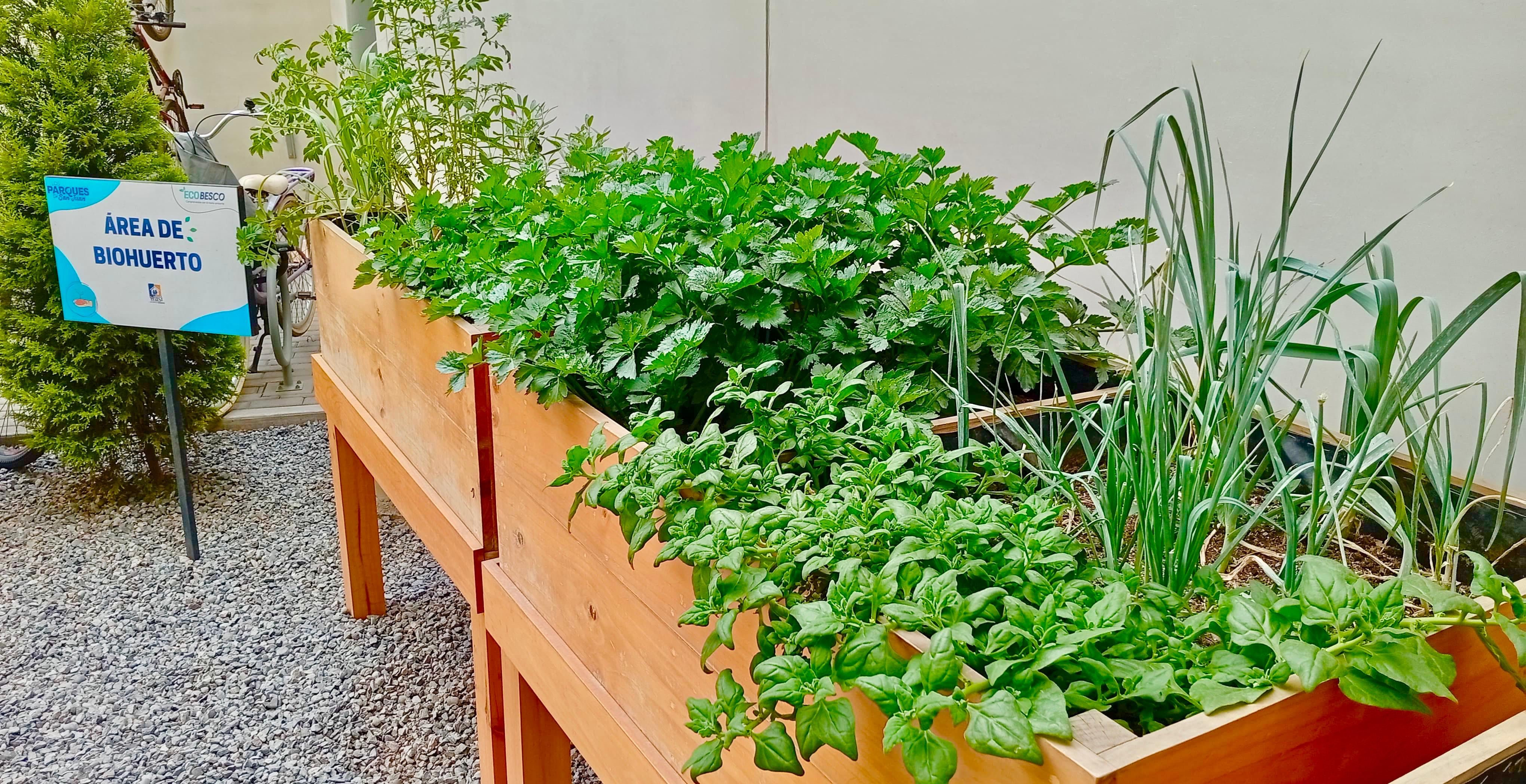 Los biohuertos urbanos se posicionan como una alternativa sostenible que mejora el bienestar emocional y promueve hábitos saludables en entornos urbanos.