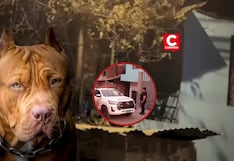 PNP detiene al padre de la bebe que falleció atacada por pitbulls en San Juan de Lurigancho