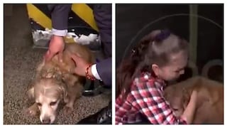 ​El feliz reencuentro de perrito rescatado de incendio con su dueña (VIDEO)