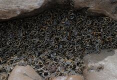 Chorrillos: Miles de cangrejos aparecen tras la remoción de piedras en playa La Herradura (VIDEO)