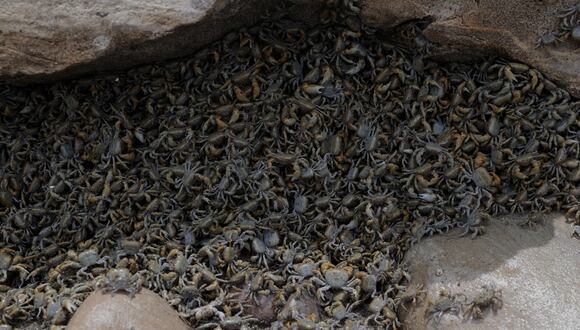 Chorrillos: Miles de cangrejos aparecen tras la remoción de piedras en playa La Herradura (VIDEO) | EDICION | CORREO