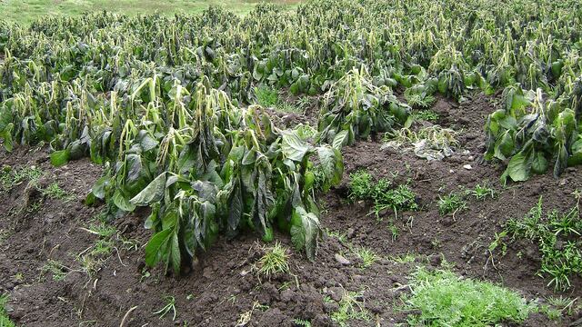 Pasco: ​Helada afecta varias hectáreas de cultivos de papa y pastos