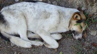 Vecinos de Viques denuncian presunto abuso sexual contra perros: hombre fue detenido