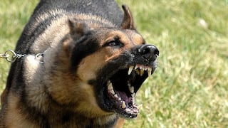 Mordedura de perro: Guía completa sobre lo que se debe hacer para prevenir la rabia