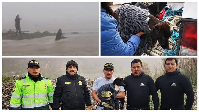 Valientes policías rescatan a mascota que quedó atrapada en el río Mantaro (VIDEO)