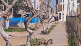 Trujillo: Buscan a personas que talaron 21 árboles en parque para multarlos con S/21,000 