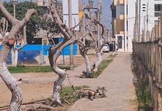 Trujillo: Buscan a personas que talaron 21 árboles en parque para multarlos con S/21,000