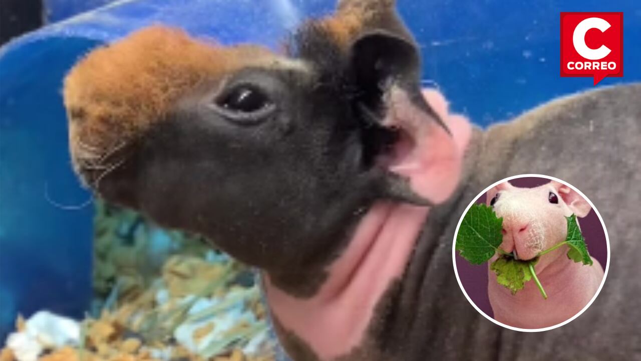 Cuy sin pelo peruano