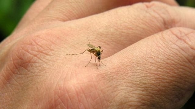 Puerto Rico: ​Asciende a 8 número de muertos por chikunguya