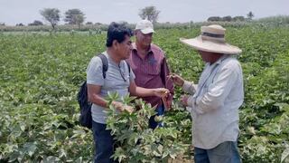 Piura: Apoyarán a productores algodoneros para sanear deudas de más de S/ 460 millones
