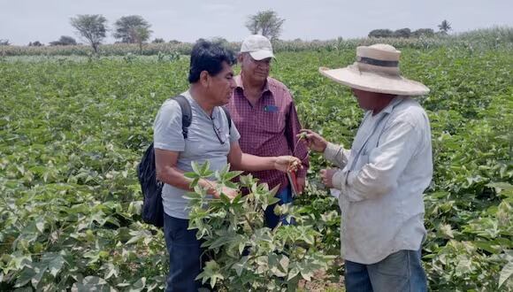 Algodoneros en Piura