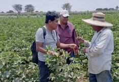 Piura: Apoyarán a productores algodoneros para sanear deudas de más de S/ 460 millones