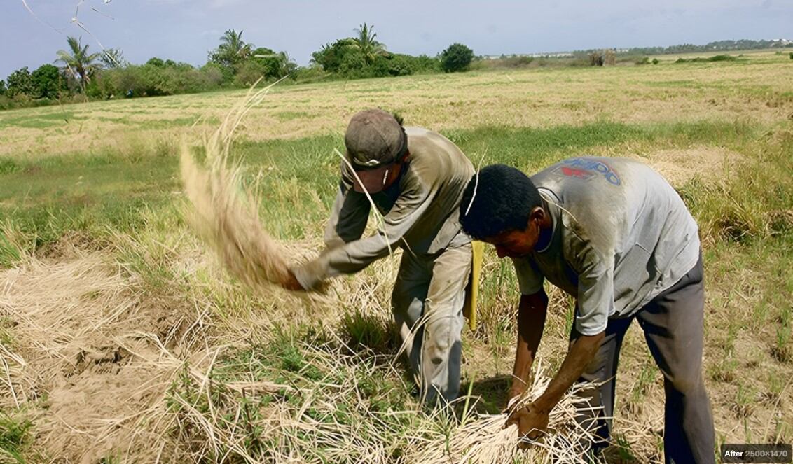 Por cada hectárea, los hombres del campo perderían 8000 soles.