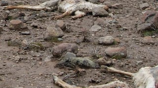 Rayos matan a 13 alpacas más en Huancavelica