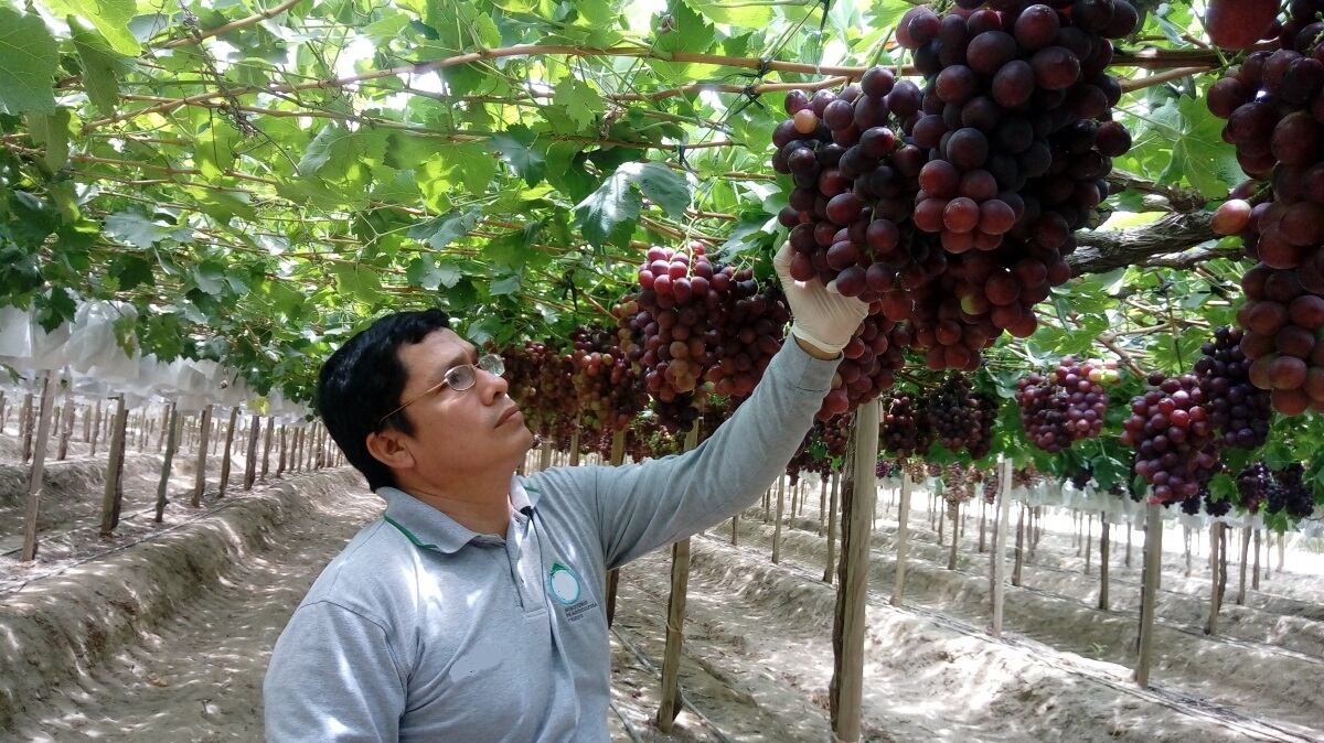 Las regiones de Piura, Ica, Arequipa, Moquegua y La Libertad representan el 58.2% del total enviado al extranjero.