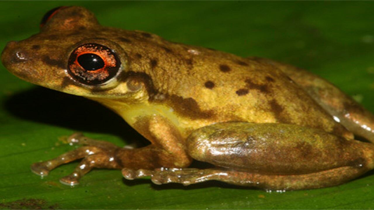 Importante hallazgo.