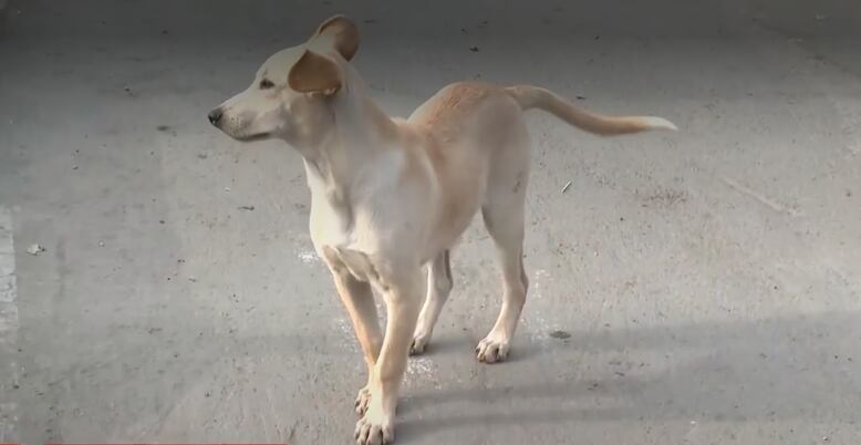 Vecinos alertan sobre la colocación de comida contaminada en la vía pública, que estaría provocando la muerte de decenas de perros en las calles del distrito. (Captura de América Noticias)