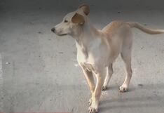 Denuncian envenenamiento masivo de perros en San Juan de Lurigancho: más de 20 mascotas muertas