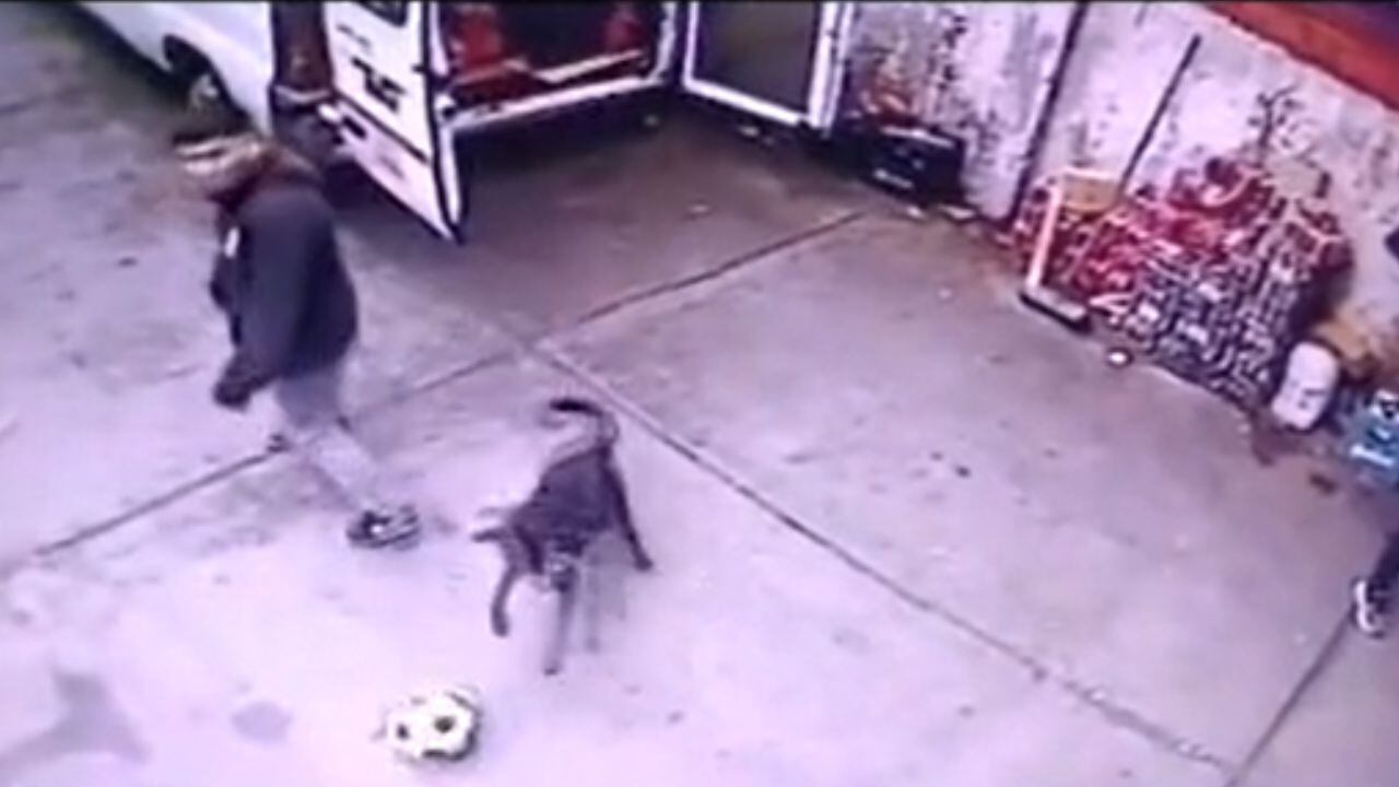 Perrita dominó el balón frente a su dueño. (Foto: composición EC)