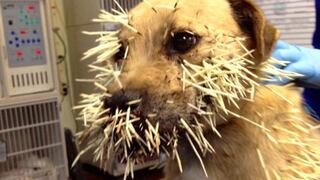 Puercoespín ataca a perro clavándole más de 500 espinas en la cara