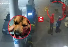 SMP: delincuentes balean a perrito ‘Choco’ por enfrentarlos durante asalto en un grifo