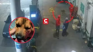 SMP: delincuentes balean a perrito ‘Choco’ por enfrentarlos durante asalto en un grifo