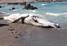 Nasca: ballena jorobada de 9.22 metros varó muerta en la costa de Marcona