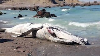 Nasca: ballena jorobada de 9.22 metros varó muerta en la costa de Marcona