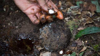 Castaña amazónica: exportaciones peruanas alcanzaron US$48 millones en 2025