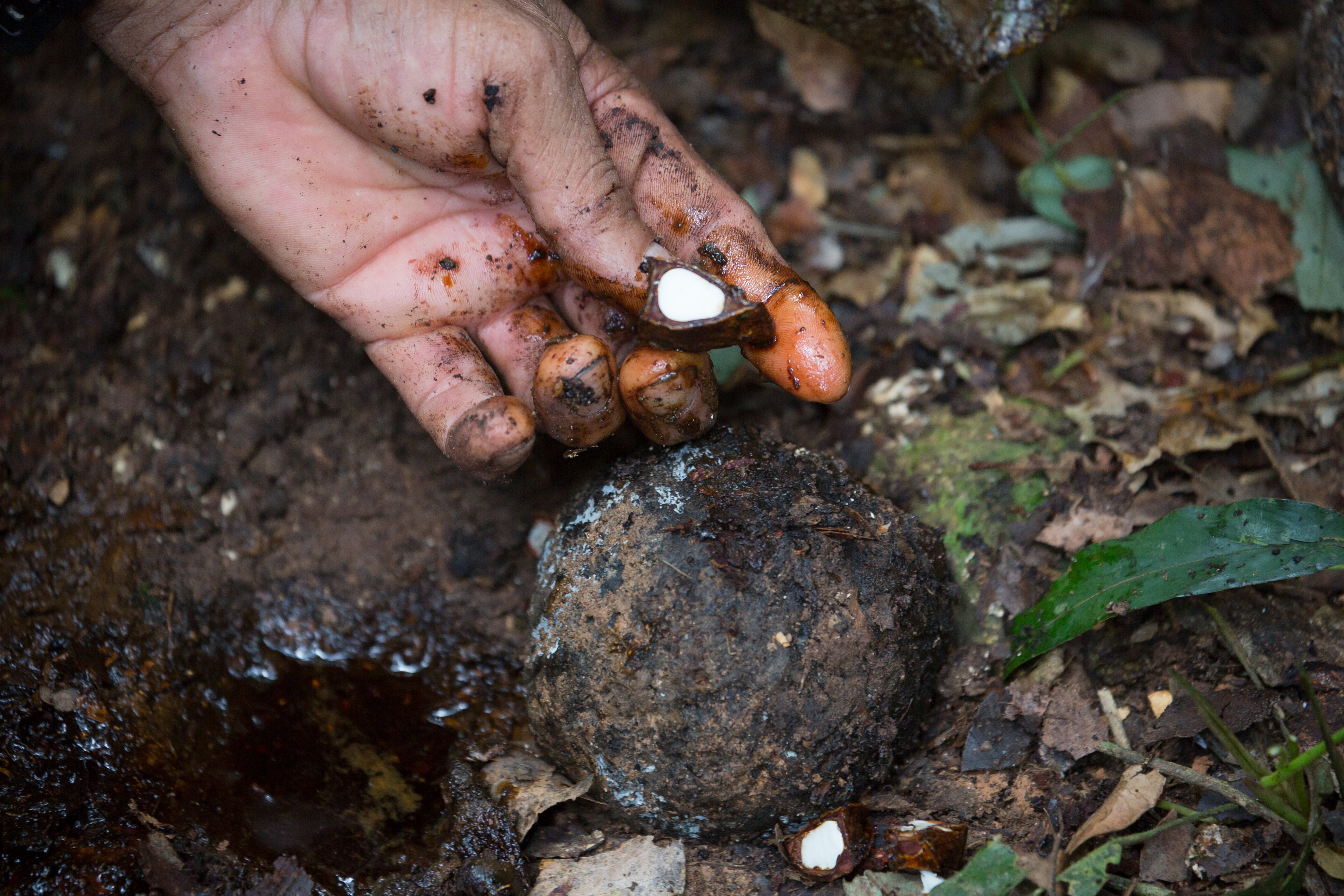 La castaña amazónica se consolida como uno de los principales productos forestales no maderables del Perú. Su aprovechamiento, concentrado en Madre de Dios, combina conocimientos tradicionales, conservación del bosque y una creciente demanda en los mercados internacionales.