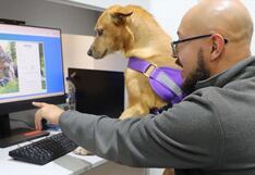 Senasa lanza plataforma digital para agilizar viajes internacionales con mascotas