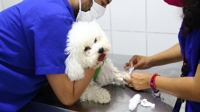 Anuncian ‘vacunatón’ de mascotas en diferentes parques de Surco